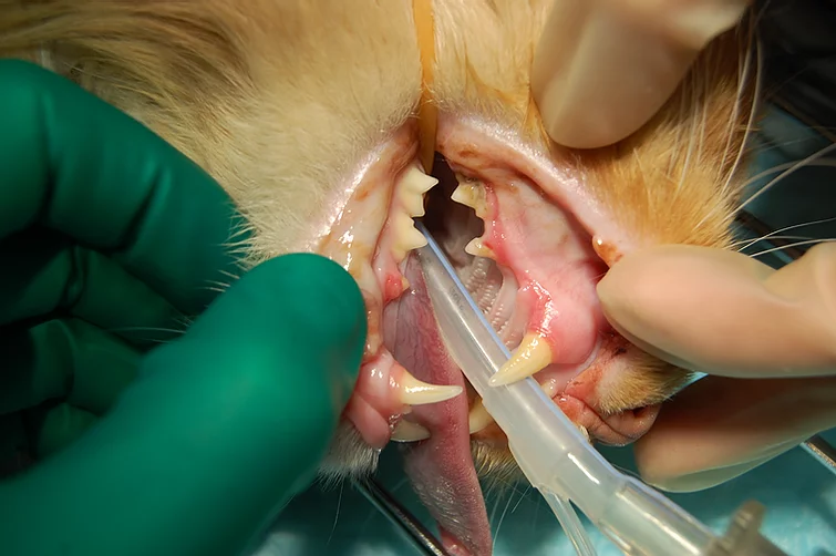 Case #001: 猫　吸収病巣 | 歯科