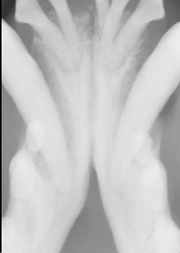 Case #012: 犬　歯周病の309のヘミセクション | 歯科