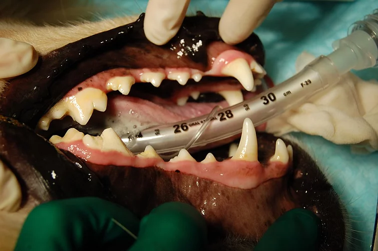 Case #059: ゴールデンレトリバーの208破折, 間接歯髄覆髄法 | 歯科