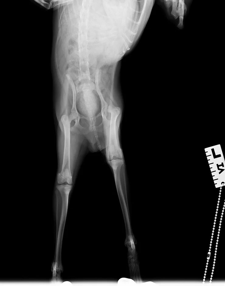 Case #008: 大腿骨近位成長板骨折　犬　骨頭切除　サルター1型 | その他