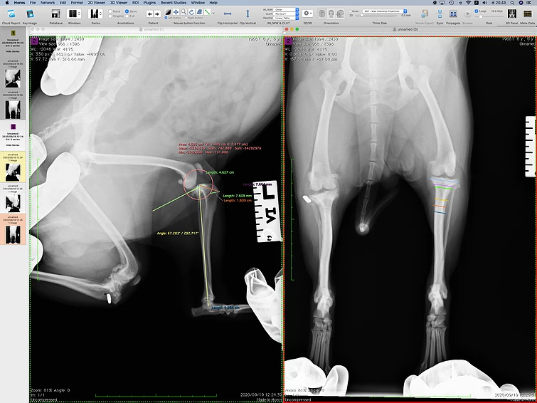 Case #083: 前十字靭帯断裂のキャバリアTPLOで手術、6歳10ヶ月齢、BW8.40kg、BCS5/5 | 整形外科