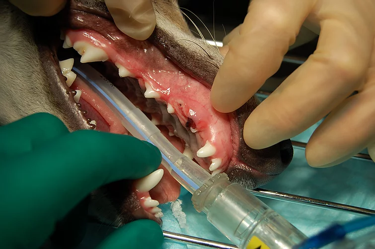 Case #022: 上顎右犬歯（104）の破折の犬 | 歯科