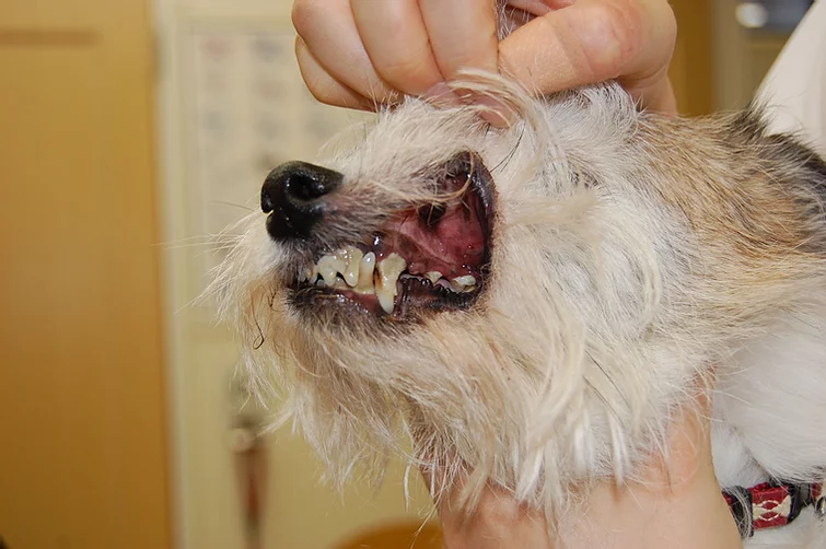 Case #024: CUPS 犬の慢性潰瘍性歯周口内炎 | 歯科