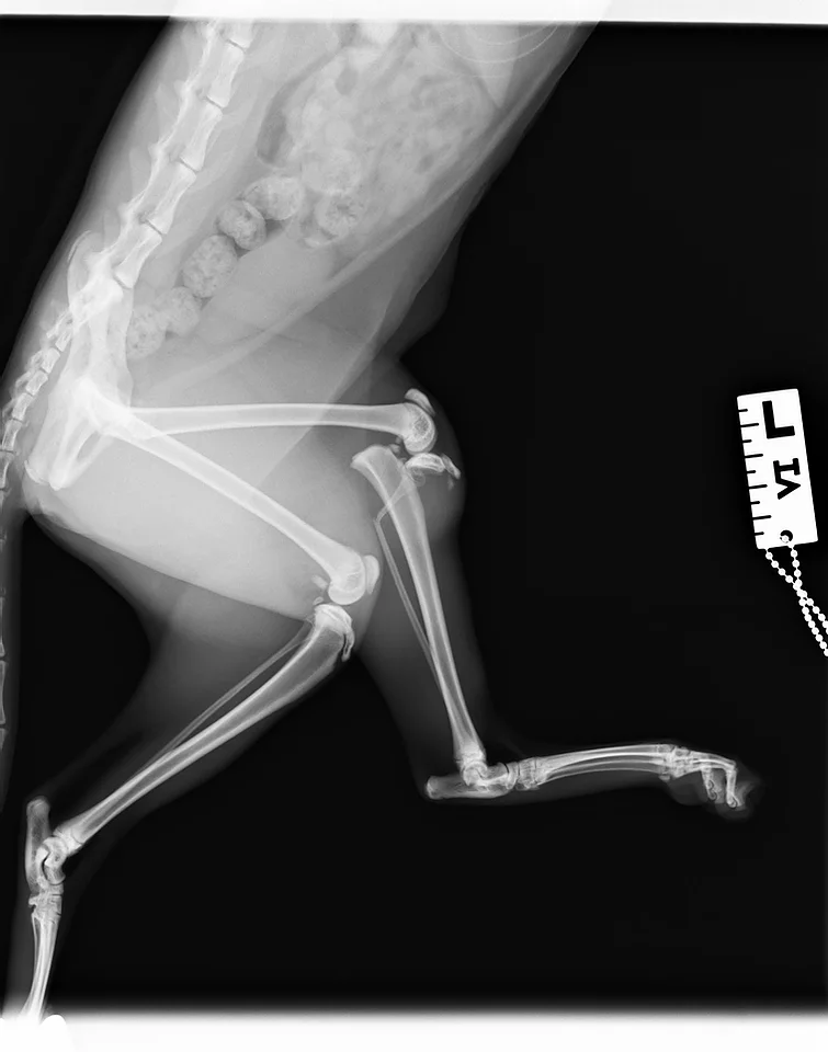 Case #005: 猫　脛骨近位成長板の骨折　サルターハリスI型 | その他