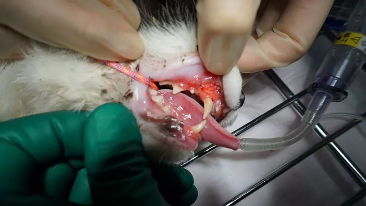 Case #069: 尾側口内炎の猫ちゃん。遠方より来院。Gingivostomatitis (caudal stomatitis) in a cat | 歯科