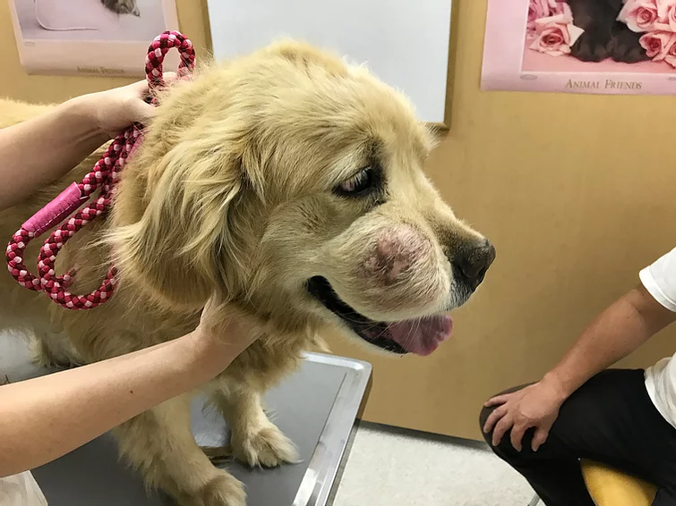 Case #055: Malignant schwannoma in a dog（悪性神経鞘腫のゴールデンレトリバーの1例） | 一般外科