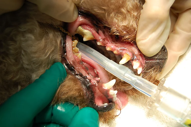 Case #023: 多発性吸収病巣のトイプードル | 歯科