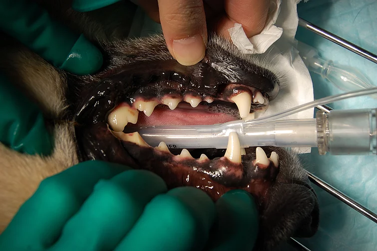Case #011: 犬　上顎第4前臼歯208の破折 | 歯科