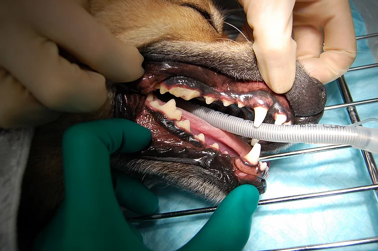 Case #040: 上顎第4前臼歯の破折の治療：根管充填 | 歯科