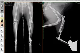 Case #076: 脛骨（と腓骨）の分節骨折の猫　AO分類4-2-C2 | 骨折