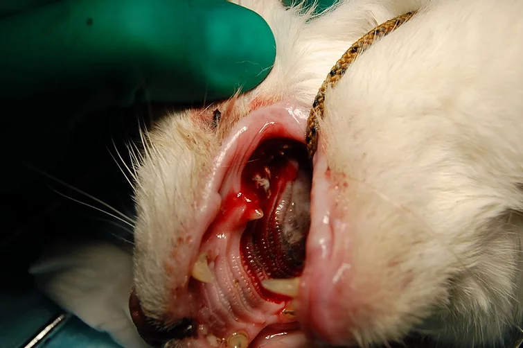 Case #041: 高齢猫の眼窩下膿瘍 | 歯科