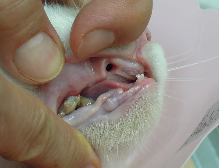 Case #051: 口鼻瘻（ONF）の猫の相談 | 歯科
