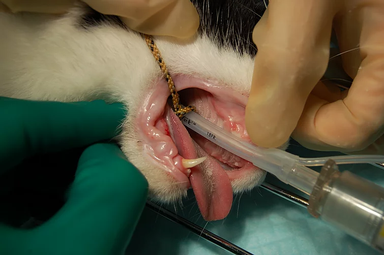 Case #017: 歯周病により上顎犬歯抜歯後、下顎犬歯による口唇への傷害をなくす為に下顎犬歯の歯冠切断および抜髄根充をした猫 | 歯科