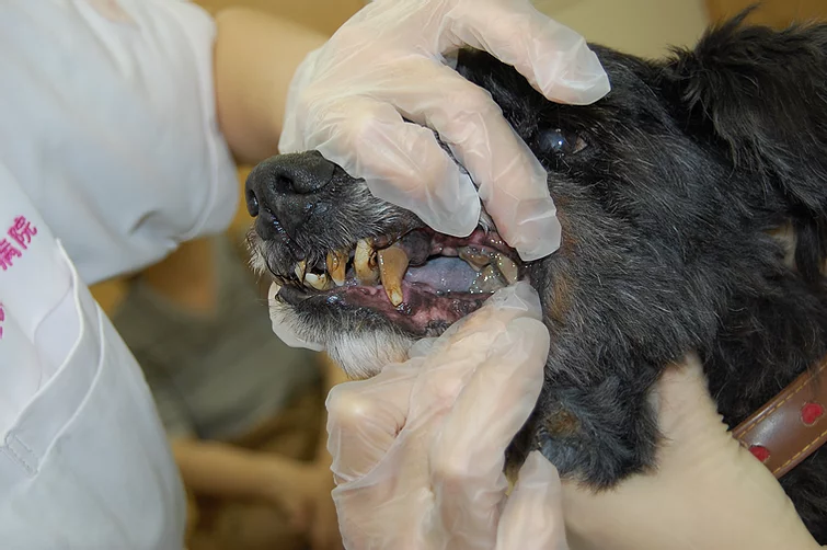 Case #020: 重度歯周病の犬 | 歯科