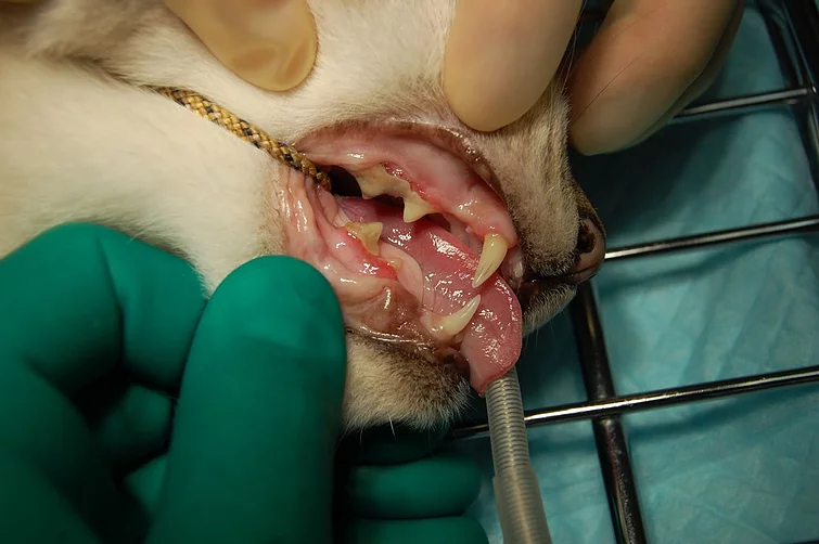 Case #048: 高齢猫ちゃん（19歳）の歯石除去 | 歯科