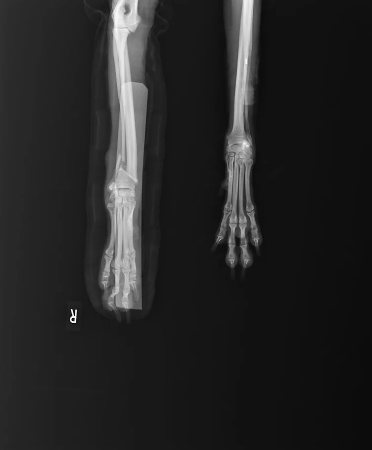 Case #052: 3歳、5kgのトイプードル、橈尺骨骨折、遠位端1/3斜骨折、AO分類2-3-A3 | 骨折