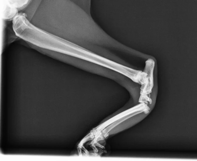 Case #010: 猫　足根中足関節の過伸展症　亜脱臼 | 整形外科