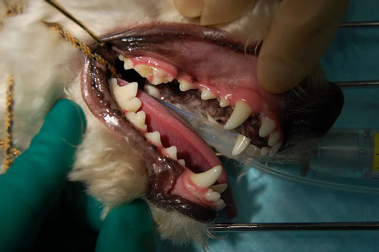 Case #019: 右上顎第4前臼歯の破折の犬 | 歯科