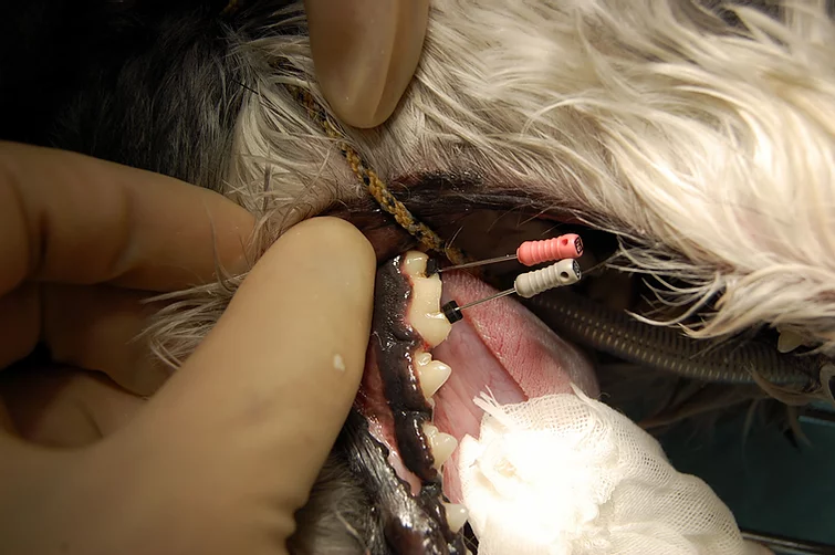 Case #039: 下顎第1後臼歯の破折　ヘミセクションをおこなった犬 | 歯科