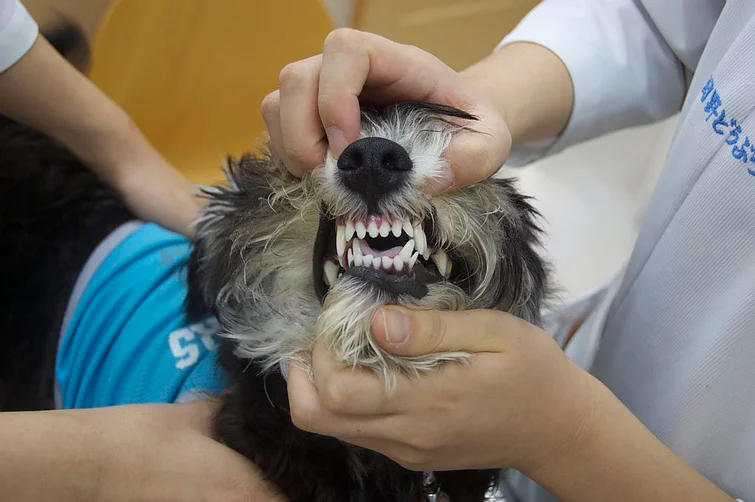 Case #053: インクラインプレーンにより下顎犬歯を頰側に傾斜移動した症例 | 歯科