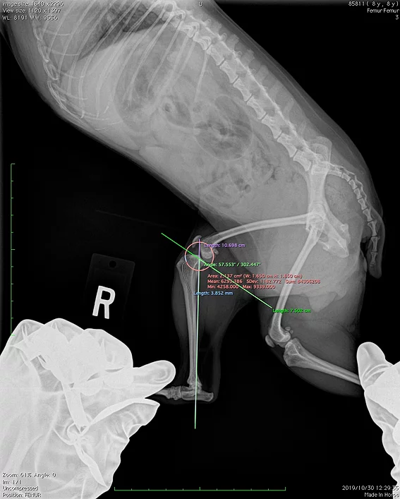 Case #064: 同じく前十字靭帯断裂のヨーキー、BW2.44kg。VOIのElite1.5mm用を使用。 | 整形外科