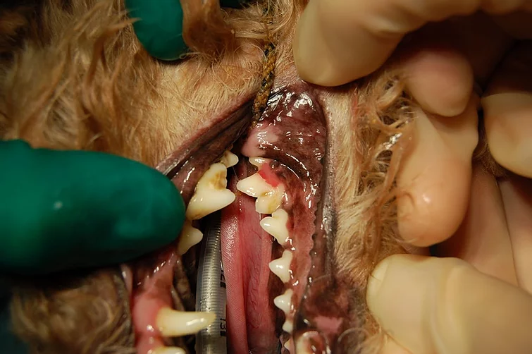 Case #049: 犬の吸収病巣 | 歯科