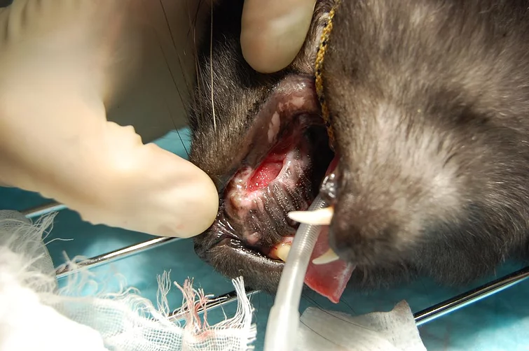 Case #038: 口鼻腔瘻の猫 | 歯科