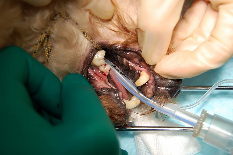 Case #021: 重度歯周病のトイプードル | 歯科