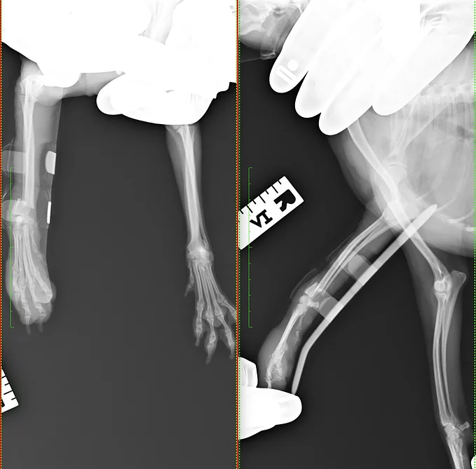 Case #081: 橈尺骨骨折のトイプードル、Fixin T字プレートで固定。AO分類2-3-A2 | 骨折