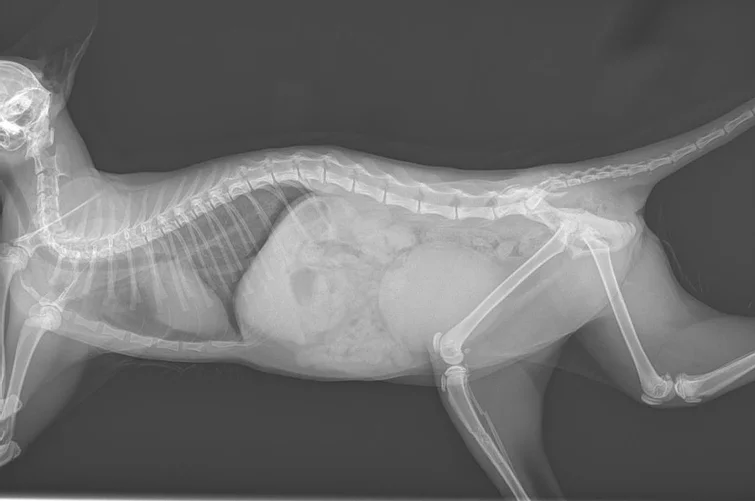 Case #035: 交通事故による多発外傷の猫、骨盤骨折の整復固定 | 整形外科