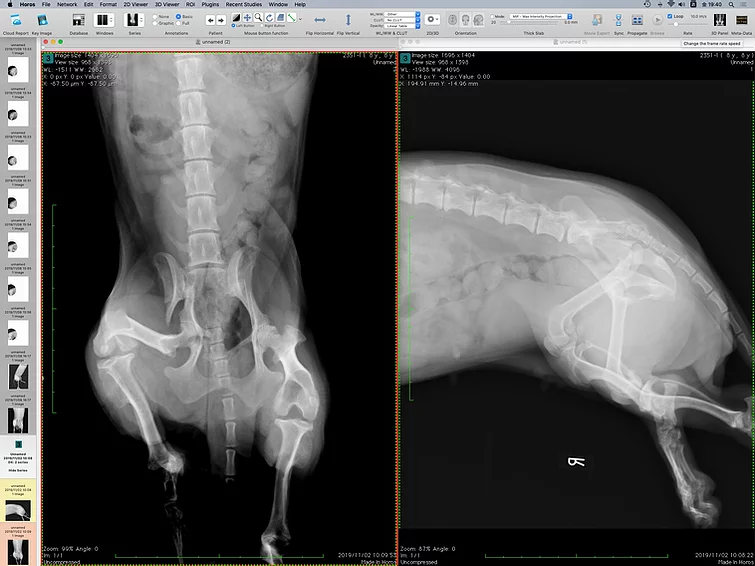 Case #065: 骨盤骨折のミニダックス | 骨折