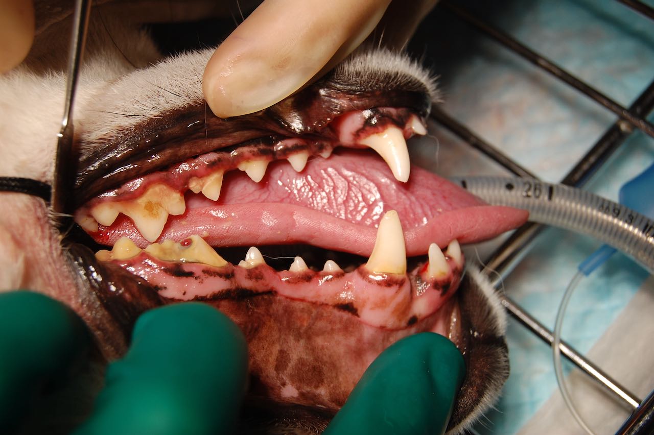 Case #084: 上顎第4前臼歯の複雑破折の5歳例の柴犬 | 歯科