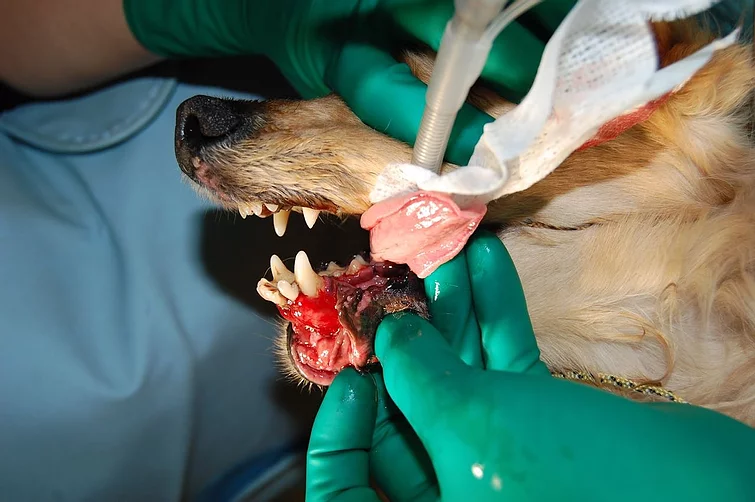 Case #044: 下顎吻側のデグロービングのミニダックス | 歯科