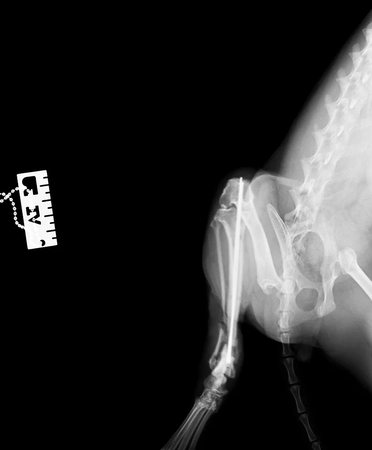 Case #002: 猫　脛腓骨遠位端　粉砕　骨折 | その他