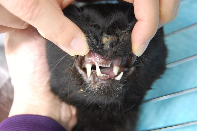 Case #003: 猫　交通事故　下顎骨骨折 | その他
