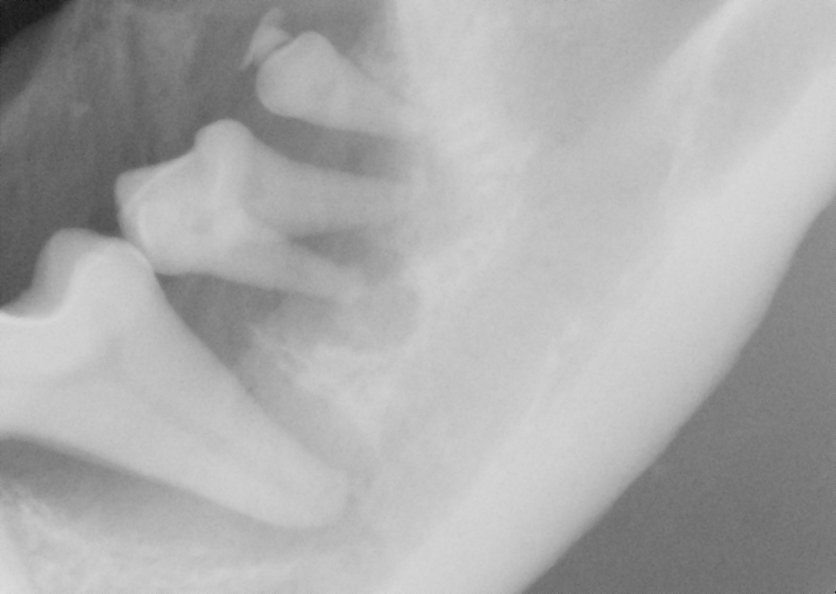 Case #086: 左下顎第1後臼歯のヘミセクションを行なった柴犬 | 歯科