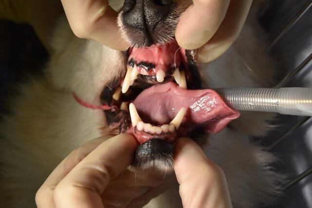 Case #091: 根管治療をした第4前臼歯の経過観察をしたコーギー | 歯科