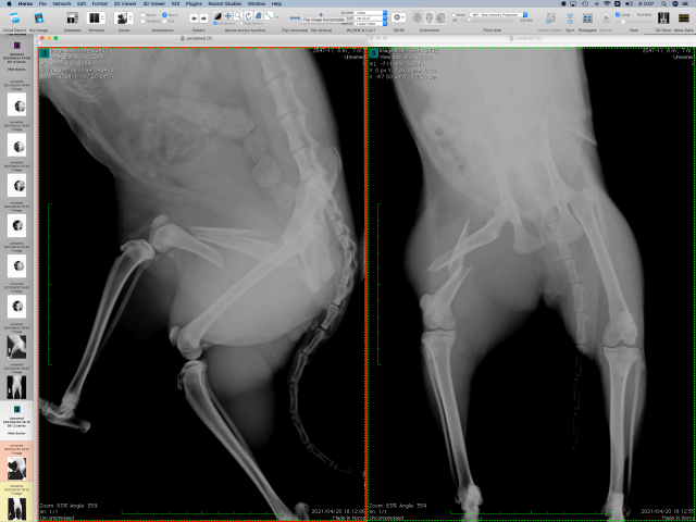 Case #090: 気づいたら大腿骨骨折していた猫ちゃん。AO分類3-2-B | 骨折